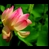 thumbnail Lotus Flower