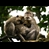 thumbnail Macaque Monkeys
Bali
