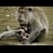 thumbnail Nursing Macaque